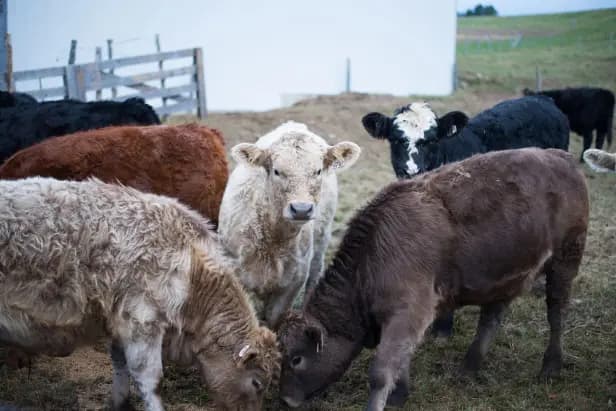 Ferme Manche de Pelle