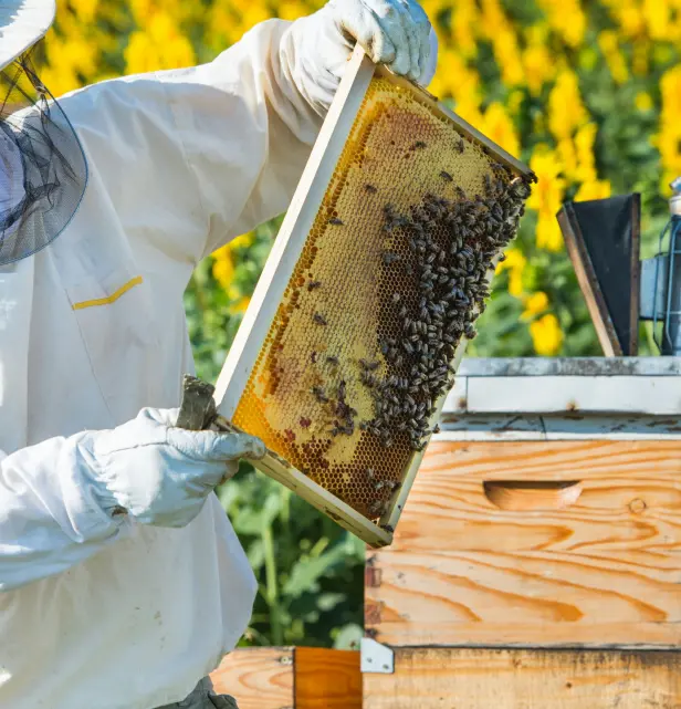 Ruche d'abeilles